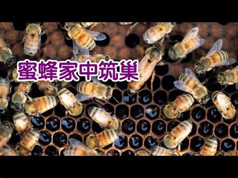 家有蜂巢 風水|蜜蜂築巢：吉兆還是凶兆？